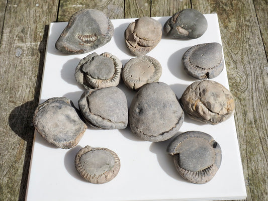 12x Small Ammonite Nodules – Yorkshire Coast Fossils | Crack Your Own | Prep Practice Kit