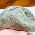 Whitby Ammonite Nodule – Unprepared Jurassic Fossil – Yorkshire Coast