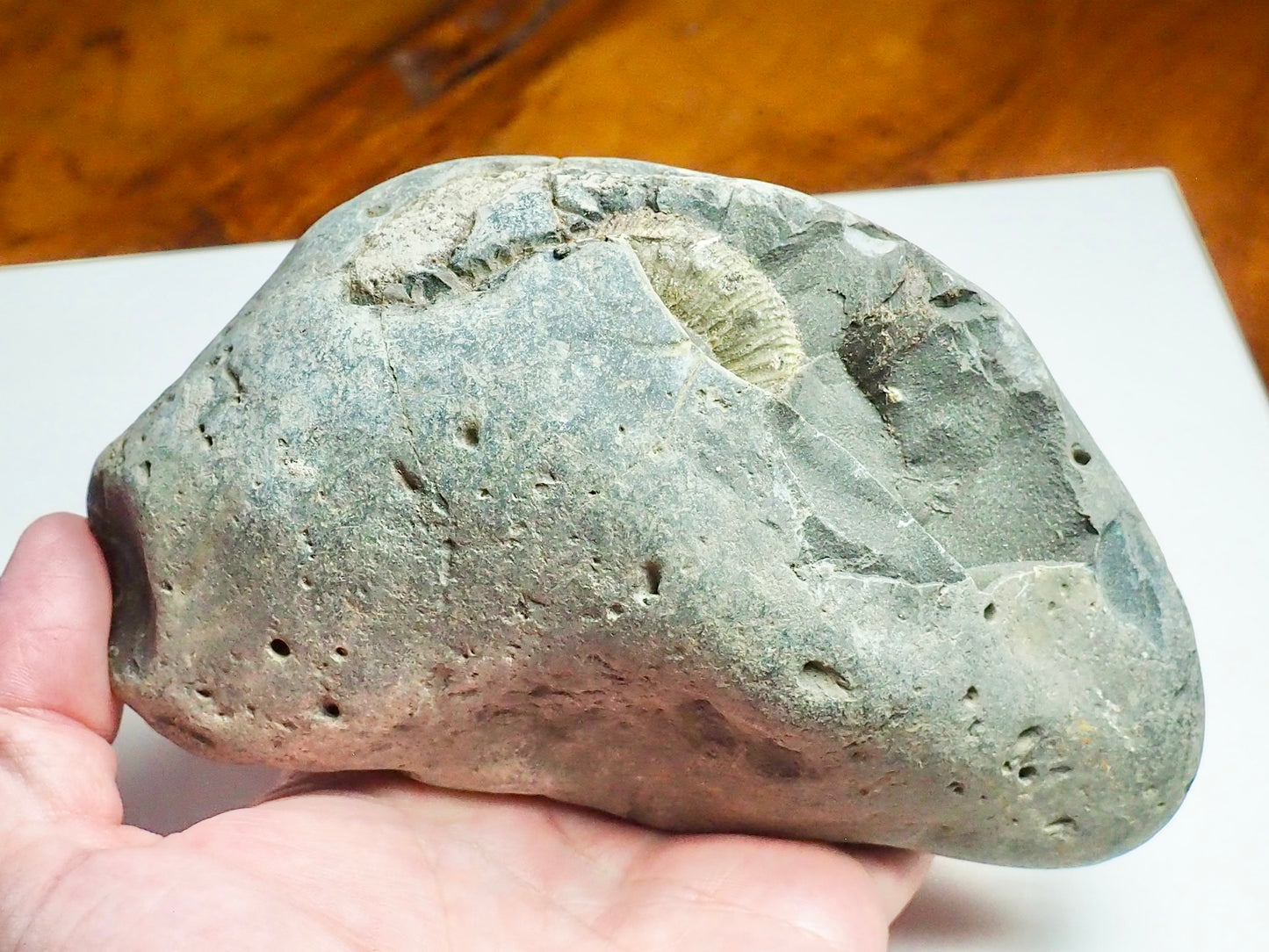 Whitby Ammonite Nodule – Unprepared Jurassic Fossil – Yorkshire Coast