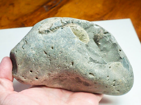 Whitby Ammonite Nodule – Unprepared Jurassic Fossil – Yorkshire Coast