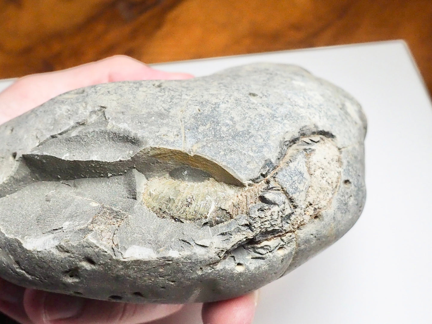 Whitby Ammonite Nodule – Unprepared Jurassic Fossil – Yorkshire Coast