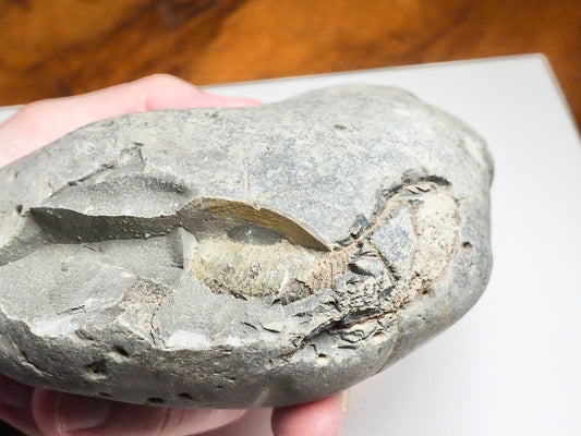 Whitby Ammonite Nodule – Unprepared Jurassic Fossil – Yorkshire Coast