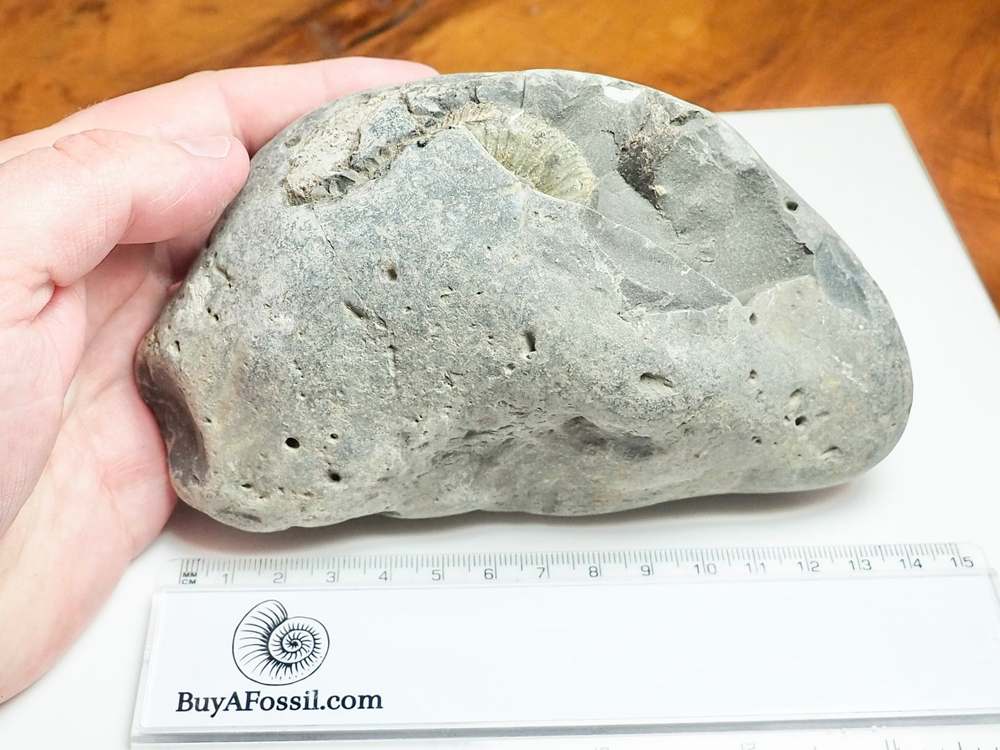 Whitby Ammonite Nodule – Unprepared Jurassic Fossil – Yorkshire Coast