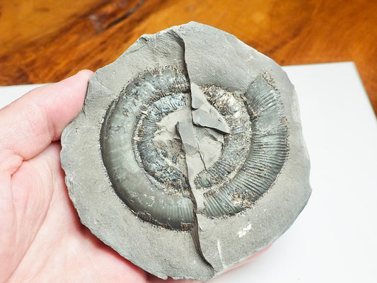 Whitby Ammonite Nodule – Unprepared Jurassic Fossil – Yorkshire Coast