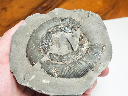 Whitby Ammonite Nodule – Unprepared Jurassic Fossil – Yorkshire Coast