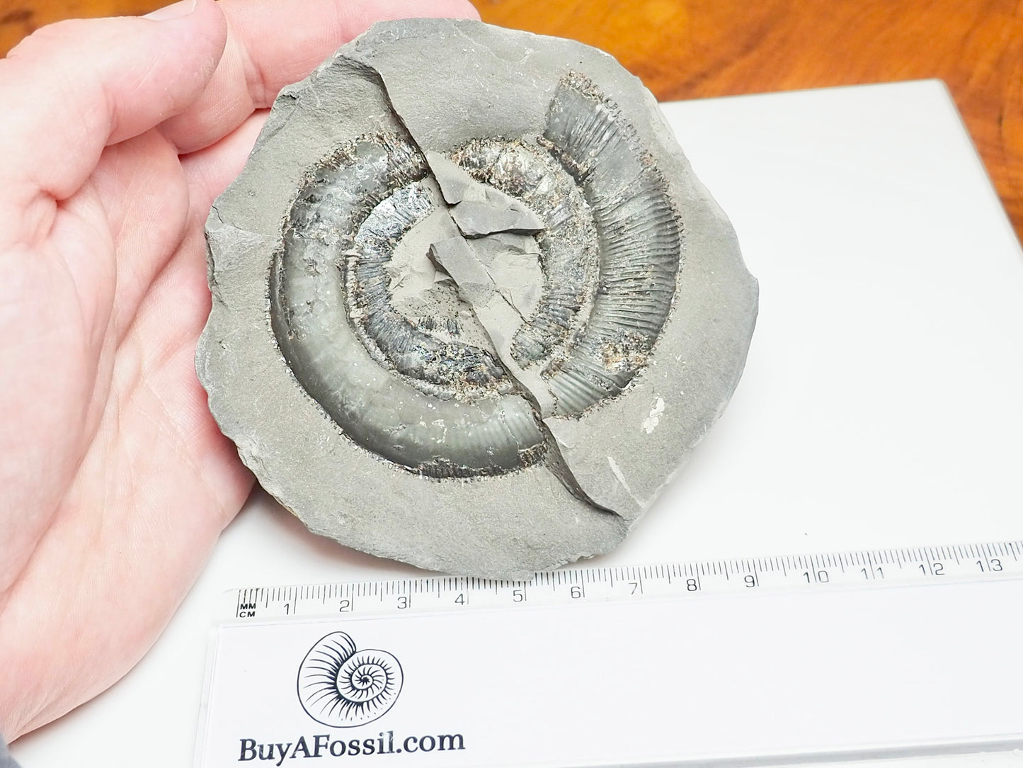 Whitby Ammonite Nodule – Unprepared Jurassic Fossil – Yorkshire Coast