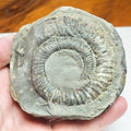 Whitby Ammonite Nodule – Unprepared Jurassic Fossil – Yorkshire Coast