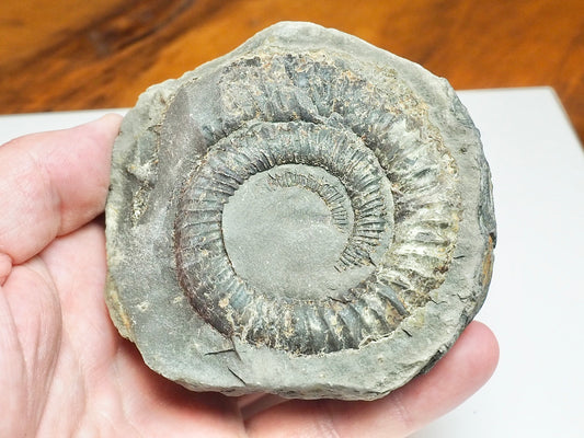 Whitby Ammonite Nodule – Unprepared Jurassic Fossil – Yorkshire Coast