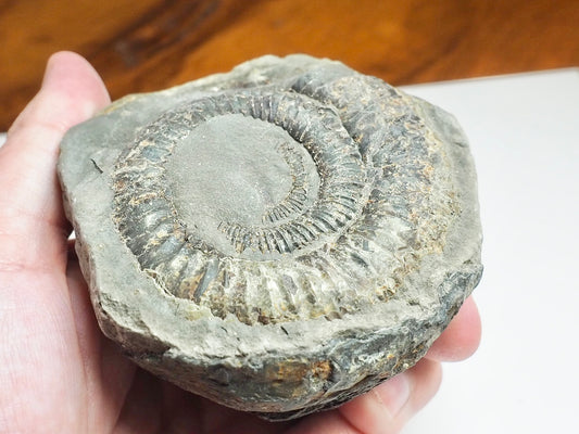 Whitby Ammonite Nodule – Unprepared Jurassic Fossil – Yorkshire Coast