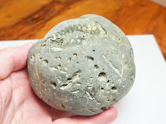 Whitby Ammonite Nodule – Unprepared Jurassic Fossil – Yorkshire Coast