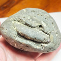 Whitby Ammonite Nodule – Unprepared Jurassic Fossil – Yorkshire Coast
