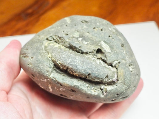 Whitby Ammonite Nodule – Unprepared Jurassic Fossil – Yorkshire Coast