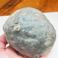 Whitby Ammonite Nodule – Unprepared Jurassic Fossil – Yorkshire Coast