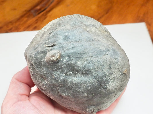 Whitby Ammonite Nodule – Unprepared Jurassic Fossil – Yorkshire Coast