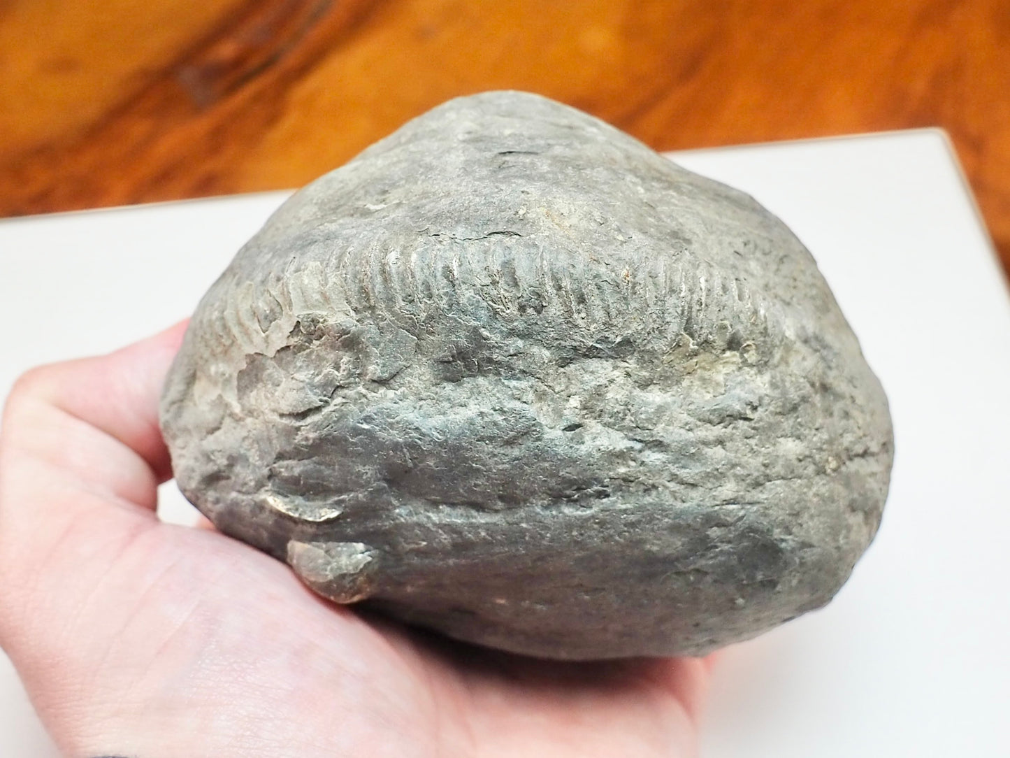 Whitby Ammonite Nodule – Unprepared Jurassic Fossil – Yorkshire Coast