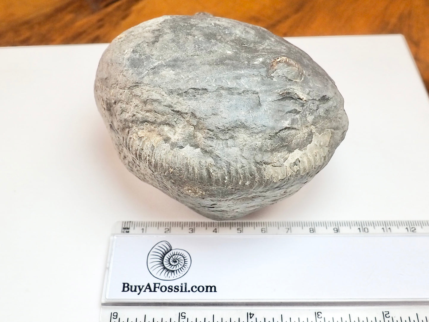 Whitby Ammonite Nodule – Unprepared Jurassic Fossil – Yorkshire Coast
