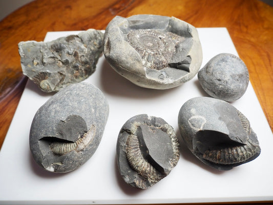 Prepare Your Own Fossils