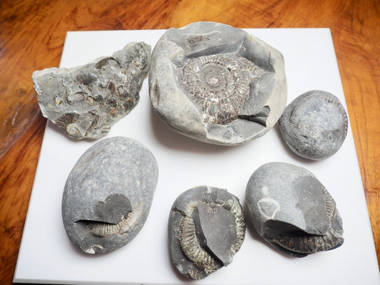 Prepare Your Own Fossils