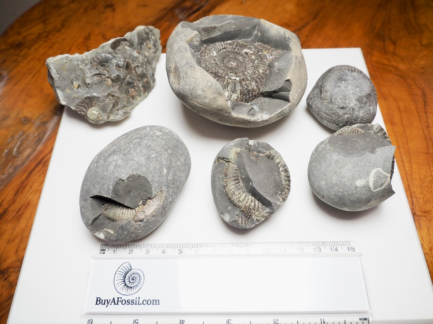 Prepare Your Own Fossils