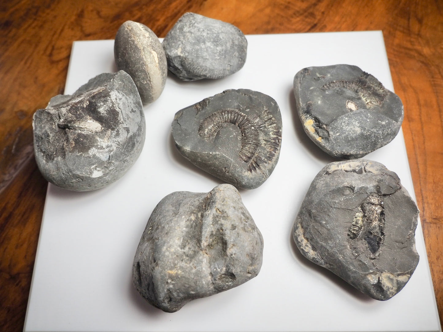 Prepare Your Own Fossils