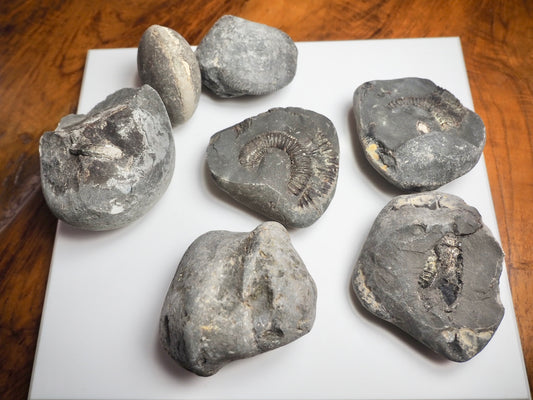 Prepare Your Own Fossils