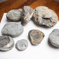 Prep Your Own Fossils – Unprepared Whitby Fossil Box – Yorkshire Coast Jurassic Fossils