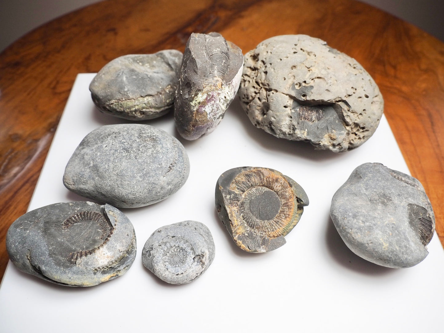 Prepare Your Own Fossils