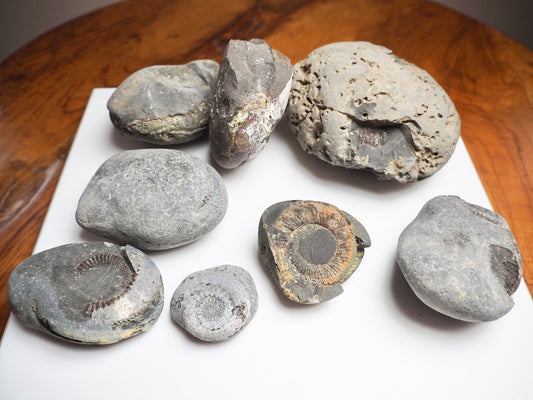 Prepare Your Own Fossils