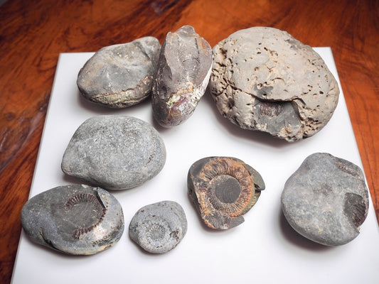 Prepare Your Own Fossils