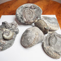 Prep Your Own Fossils – Unprepared Whitby Fossil Box – Yorkshire Coast Jurassic Fossils