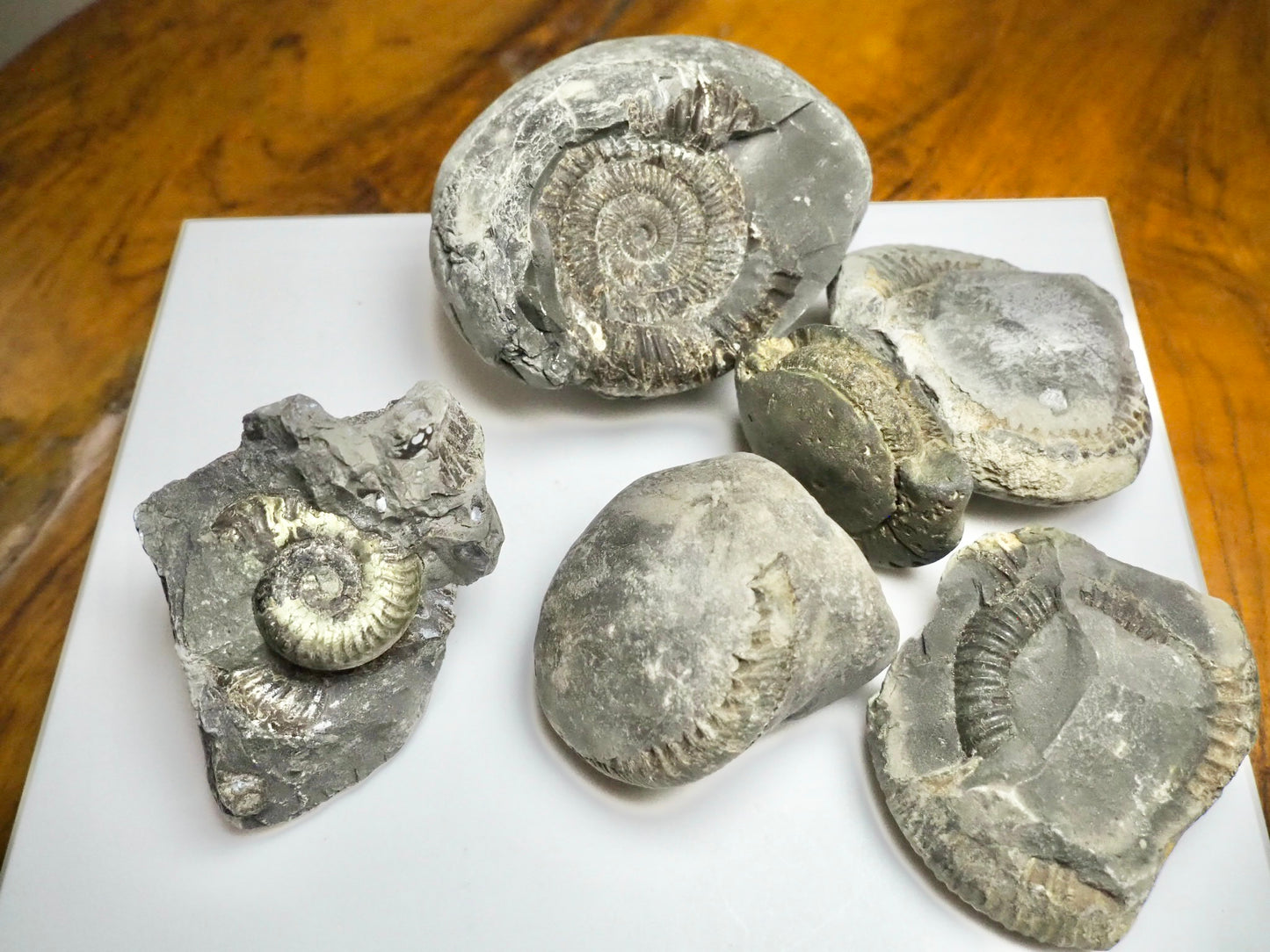 Prepare Your Own Fossils