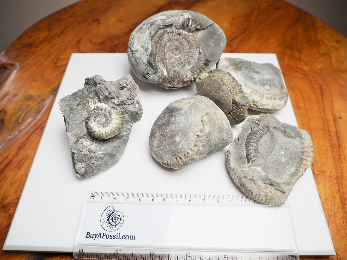 Prepare Your Own Fossils