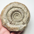 Catacoeloceras Ammonite Fossil – Whitby Yorkshire Coast – Jurassic