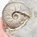 Eleganticeras Ammonite Fossil – Whitby Yorkshire Coast – Jurassic