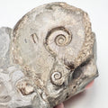 Eleganticeras Ammonite Fossil – Whitby Yorkshire Coast – Jurassic
