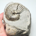 Pseudolioceras Ammonite Fossil – Whitby Yorkshire Coast – Jurassic
