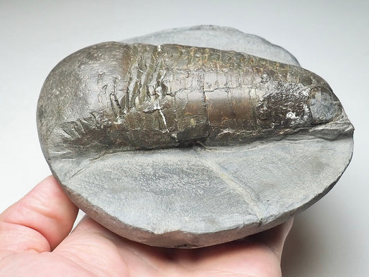 Huge Prepared Belemnite Phragmocone