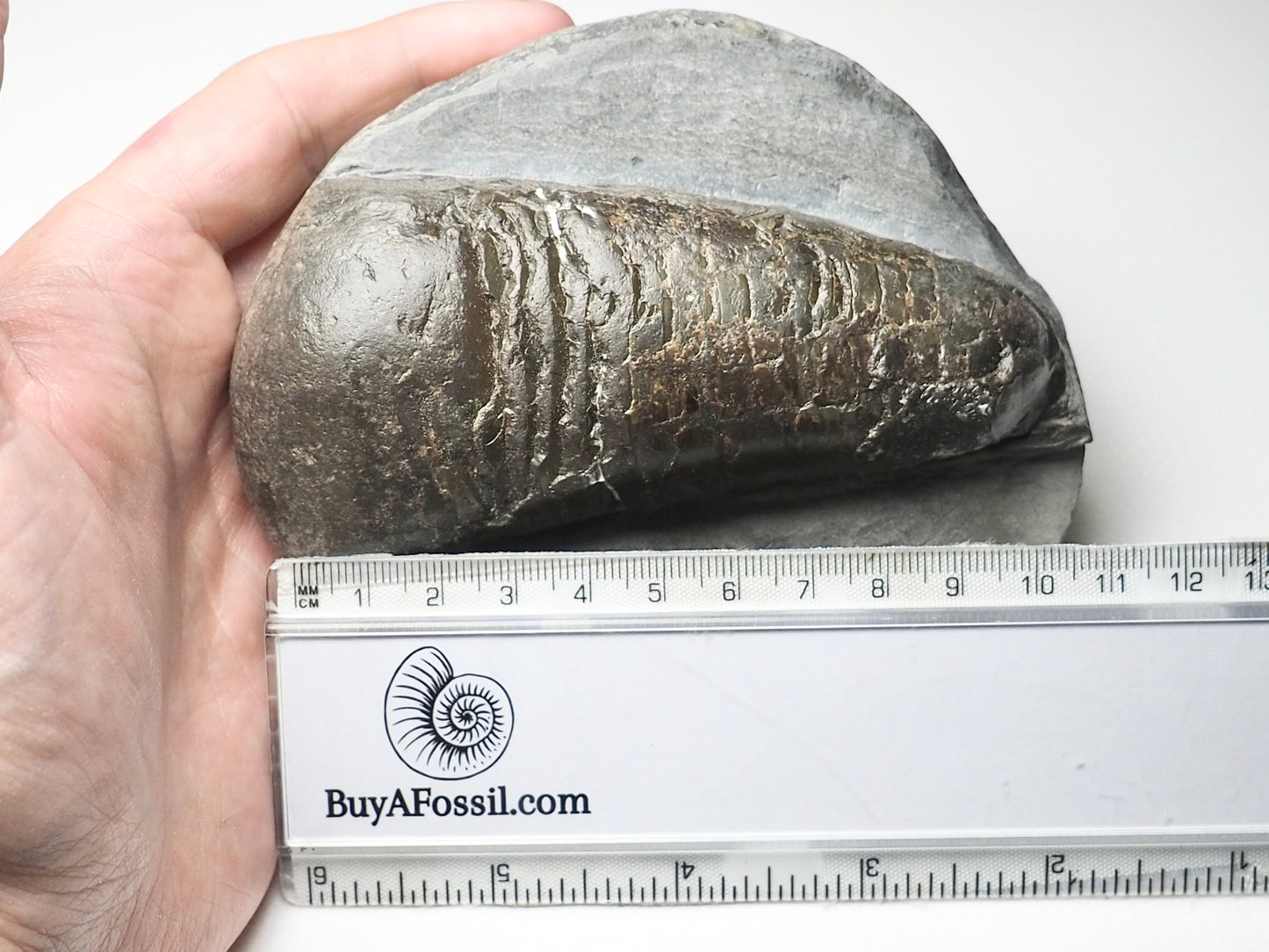 Huge Prepared Belemnite Phragmocone