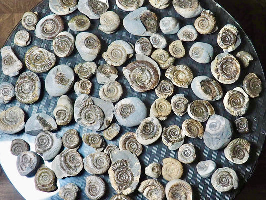 X3 Small Ammonite Fossils Yorkshire