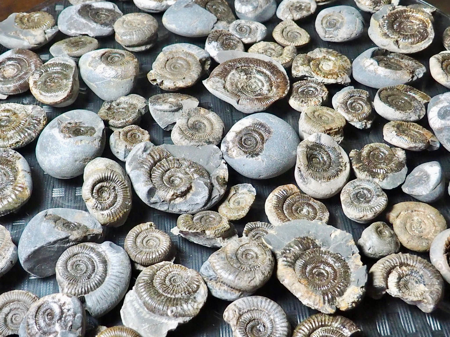 X3 Small Ammonite Fossils Yorkshire