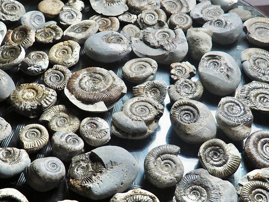 X3 Small Ammonite Fossils Yorkshire