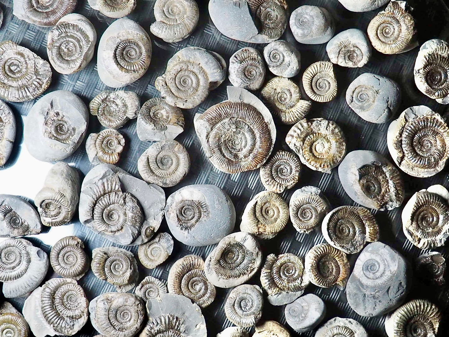 X3 Small Ammonite Fossils Yorkshire