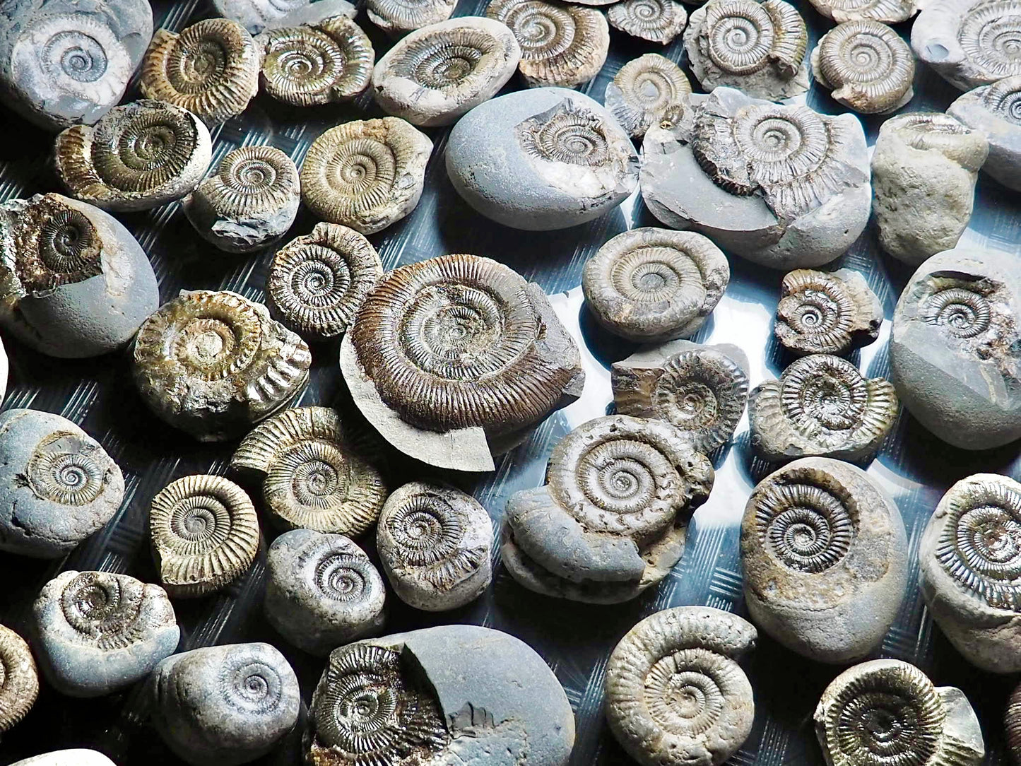 X3 Small Ammonite Fossils Yorkshire