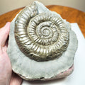 Dactylioceras Ammonite Fossil – Whitby Yorkshire Coast – Jurassic