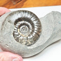Grammoceras Ammonite Fossil – Whitby Yorkshire Coast – Jurassic