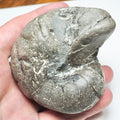 Jurassic Nautilus Fossil – Whitby Yorkshire Coast Cephalopod