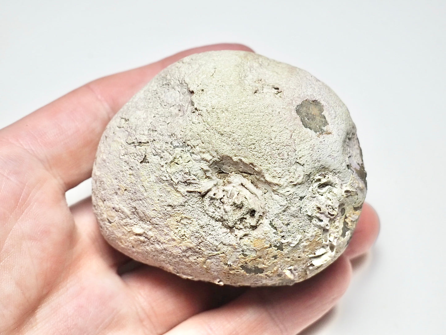 Dactylioceras POS/NEG