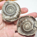 Dactylioceras POS/NEG