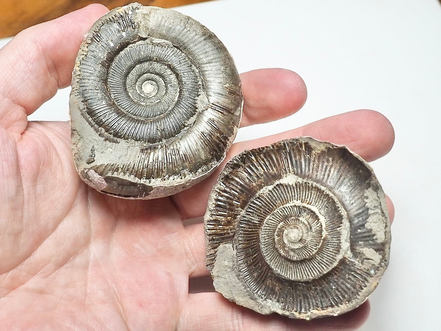 Dactylioceras POS/NEG