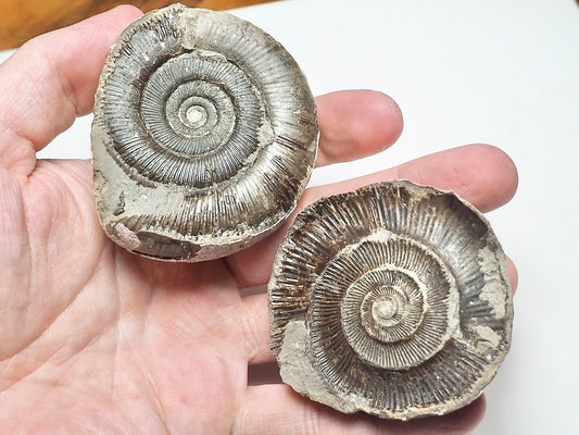 Dactylioceras POS/NEG